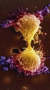 Krebs-Zellen-Teilung