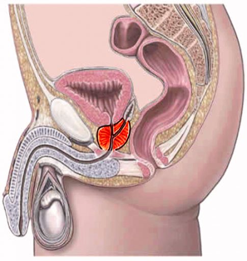 Prostata Lage unterhalb der Blase